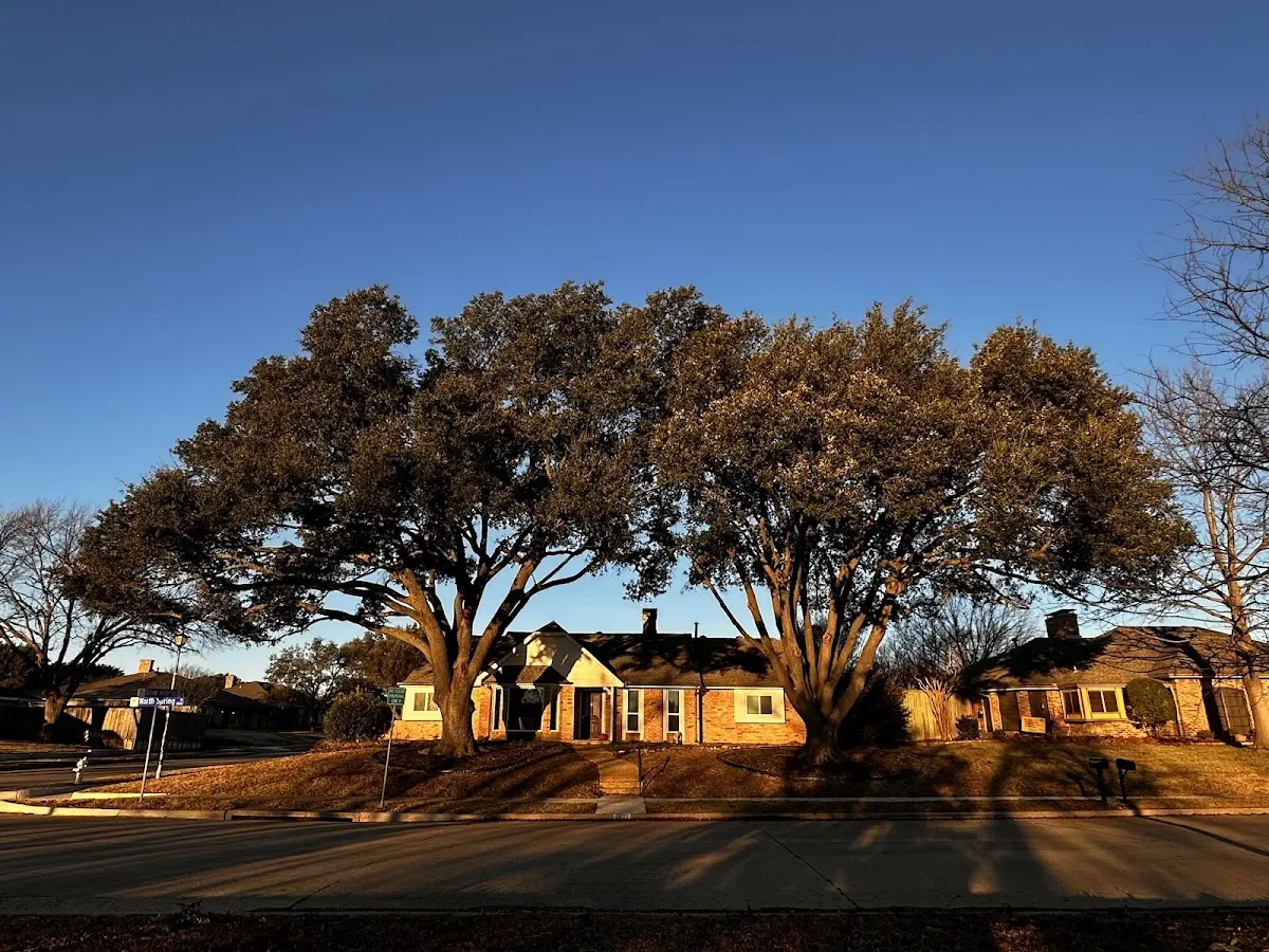 Established residential canopy tree shading a home in Bonita