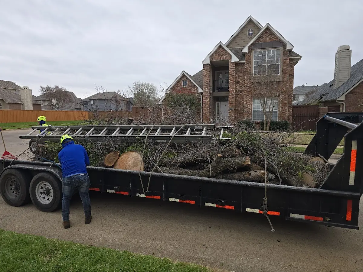 Expert Tree Removal with proper safety equipment in Bonita